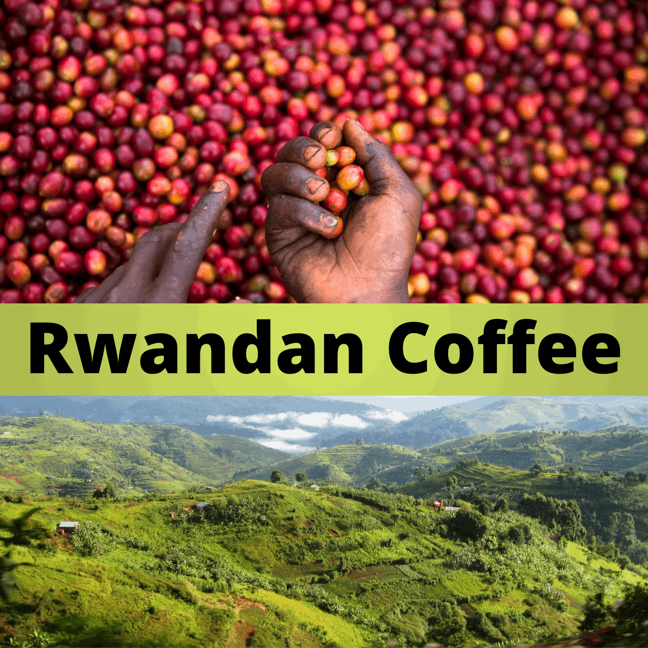 Rwanda Peaberry